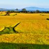 ‘Biển lúa vàng’ siêu đẹp các tỉnh Miền Trung