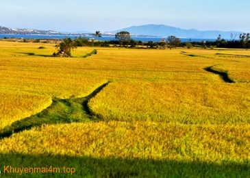 ‘Biển lúa vàng’ siêu đẹp các tỉnh Miền Trung