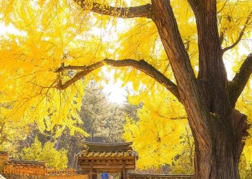 Miryang – thành phố có cây ngân hạnh hơn 440 tuổi cực kỳ hút khách