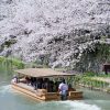 Hoa anh đào nở bung trên khắp đất nước Nhật Bản