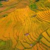 Lịch săn mùa vàng 2025 từ ngả vàng đến chín rộ