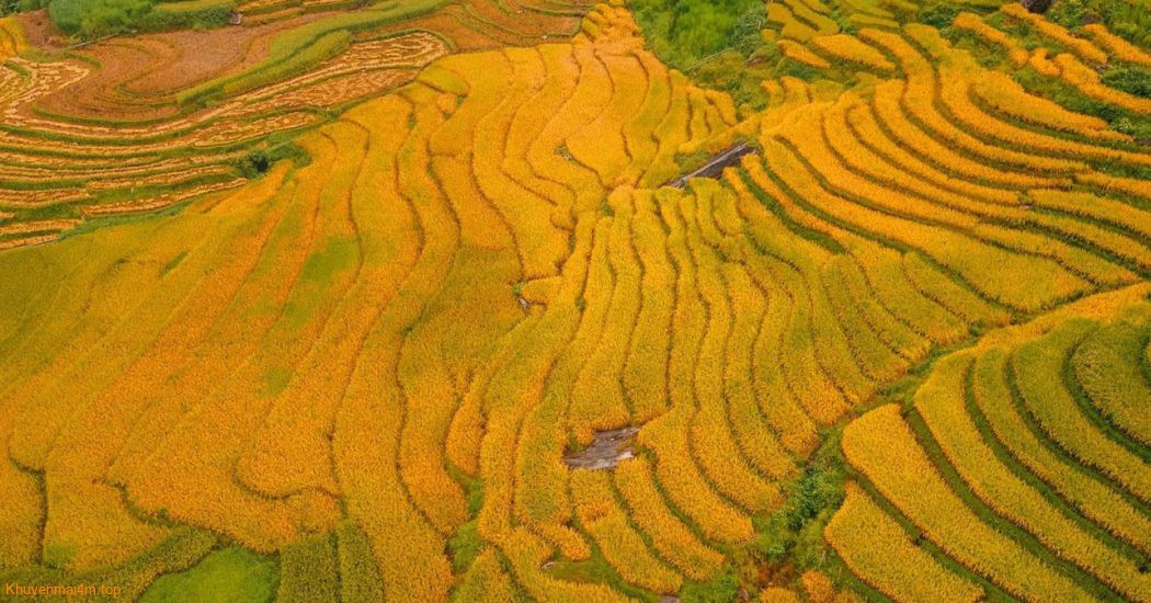 Lịch săn mùa vàng 2025 từ ngả vàng đến chín rộ
