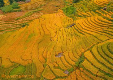 Lịch săn mùa vàng 2025 từ ngả vàng đến chín rộ